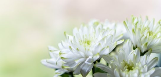 【画像】白い菊